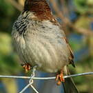 Moineau cisalpin