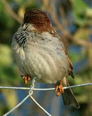 Moineau cisalpin