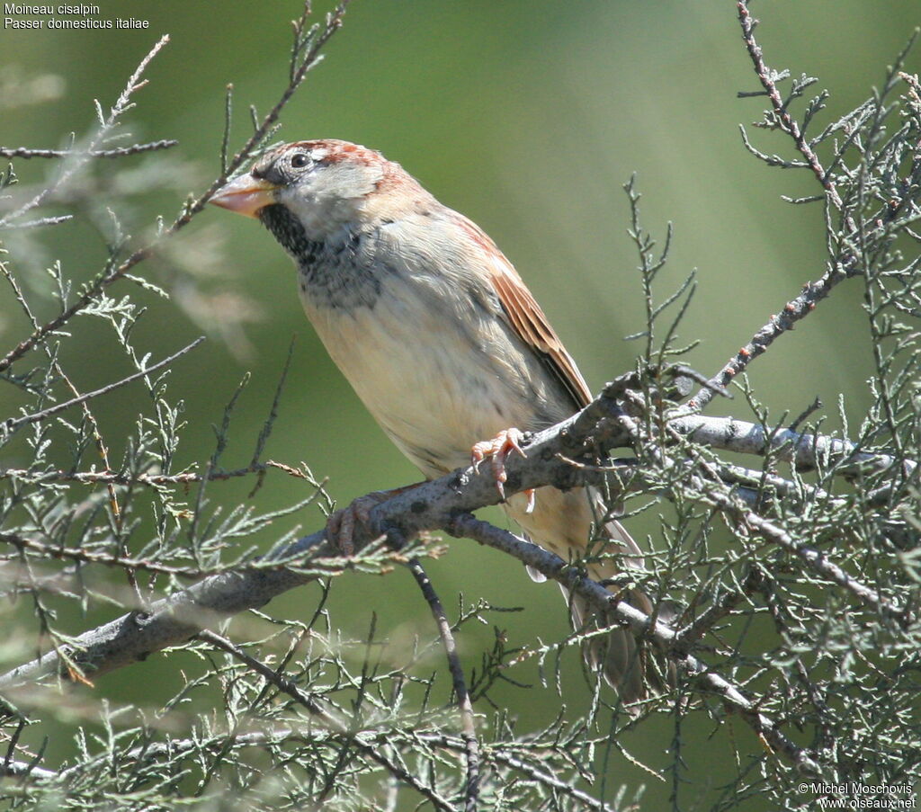 Moineau cisalpin, identification