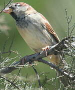 Moineau cisalpin