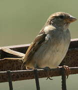 Moineau domestique