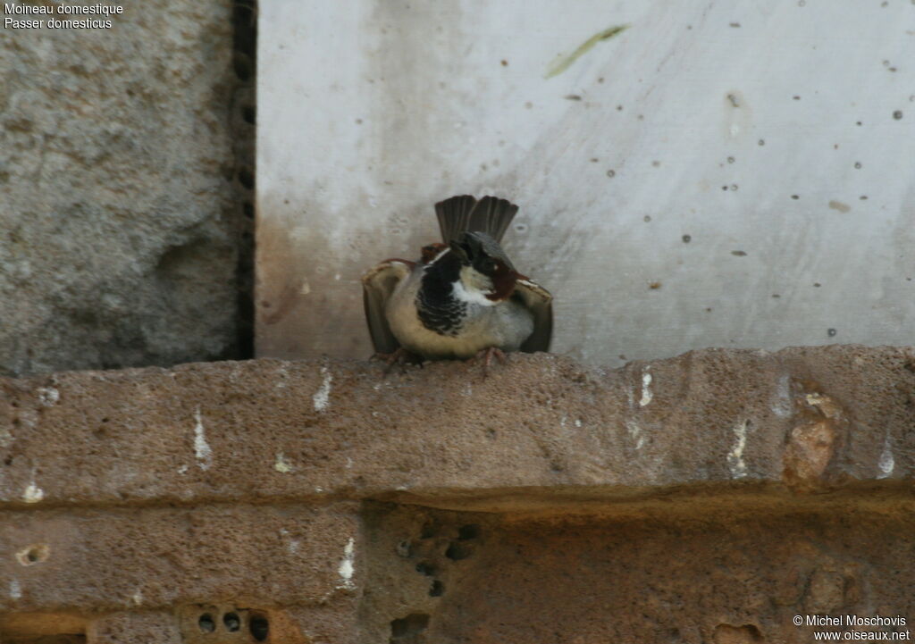 Moineau domestique mâle adulte nuptial