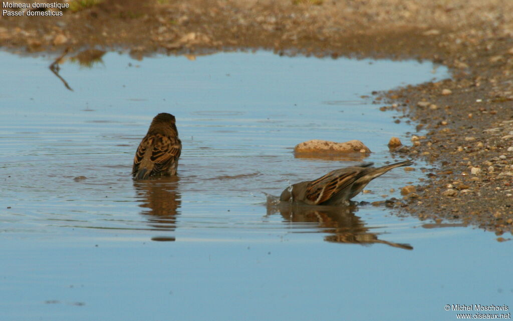 House Sparrow adult post breeding, Behaviour