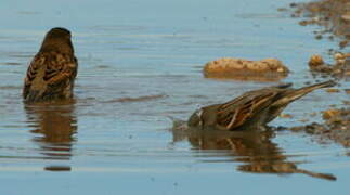 House Sparrow