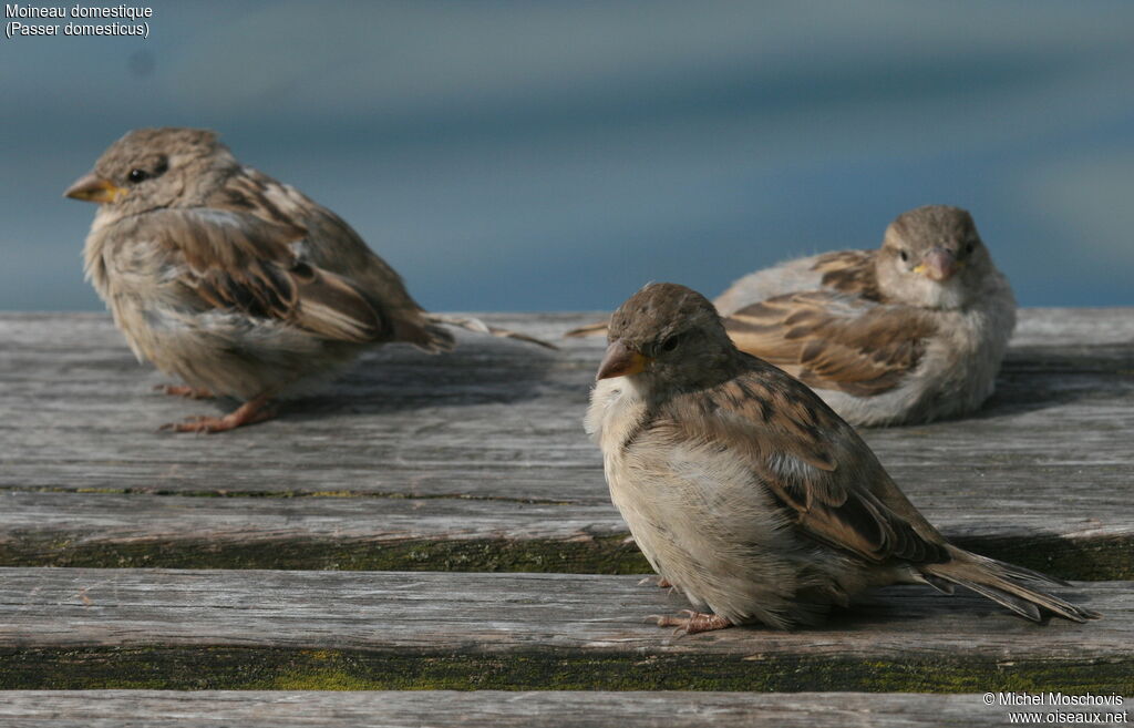 House Sparrow, identification