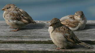 House Sparrow