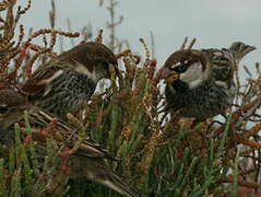 Spanish Sparrow