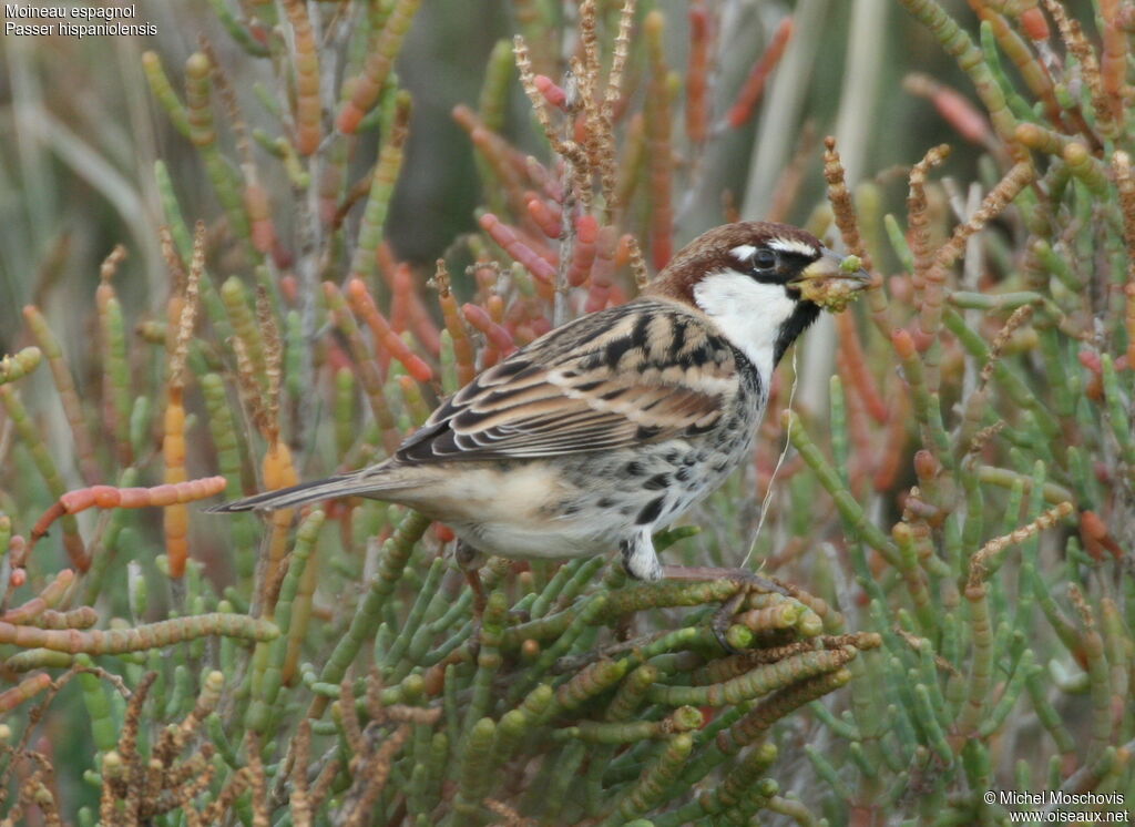 Spanish Sparrow