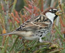 Spanish Sparrow