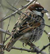 Spanish Sparrow