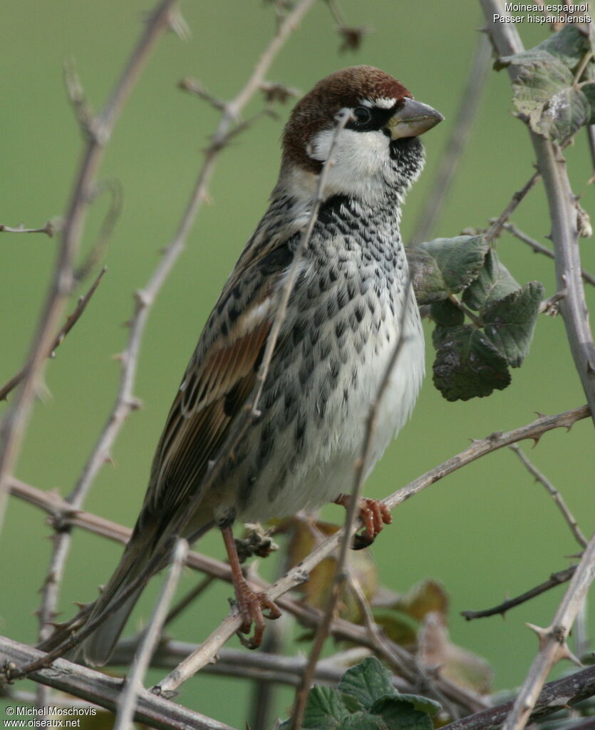 Moineau espagnol, identification, Comportement