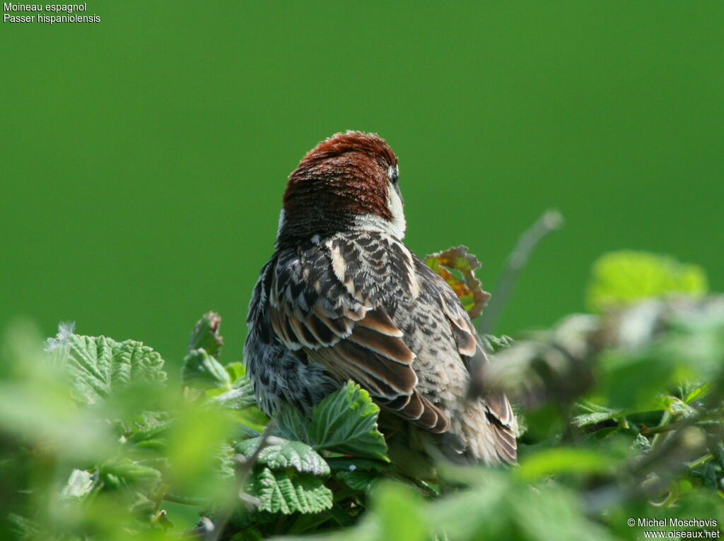 Moineau espagnol mâle adulte nuptial, identification