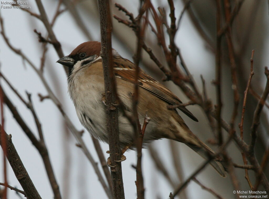 Moineau friquet, identification