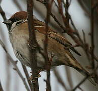 Eurasian Tree Sparrow