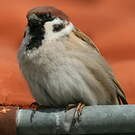 Moineau friquet