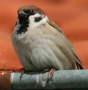 Eurasian Tree Sparrow