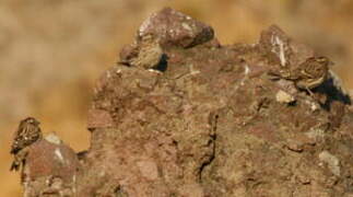 Rock Sparrow