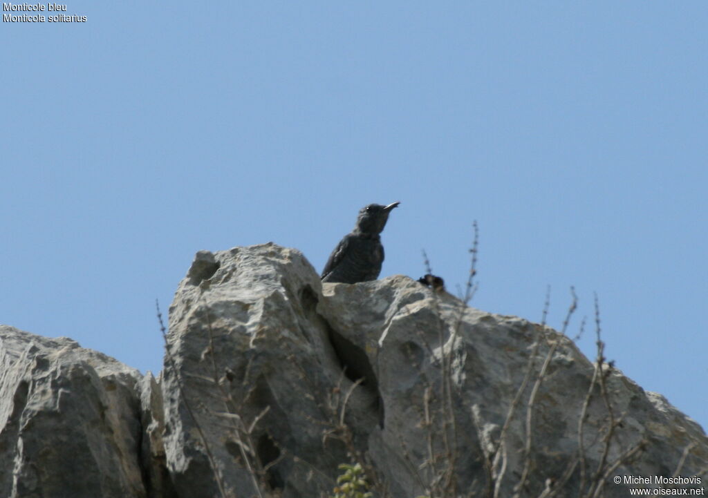 Blue Rock Thrush