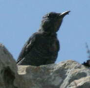 Blue Rock Thrush