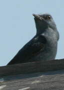 Blue Rock Thrush