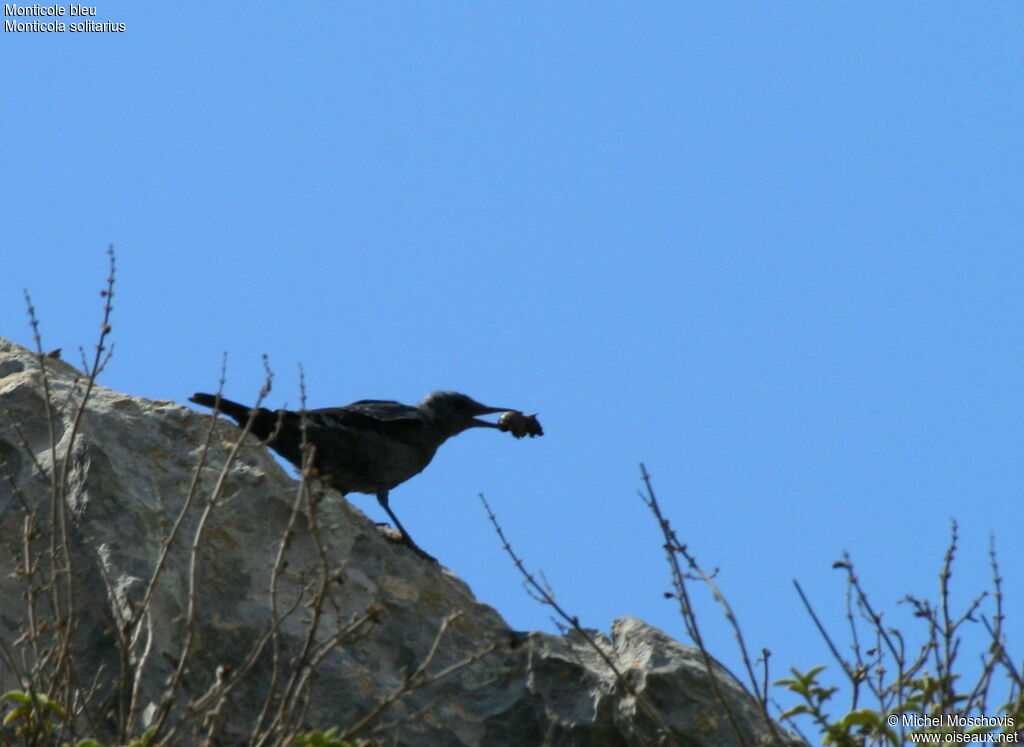 Blue Rock Thrushadult, feeding habits