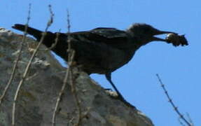 Blue Rock Thrush