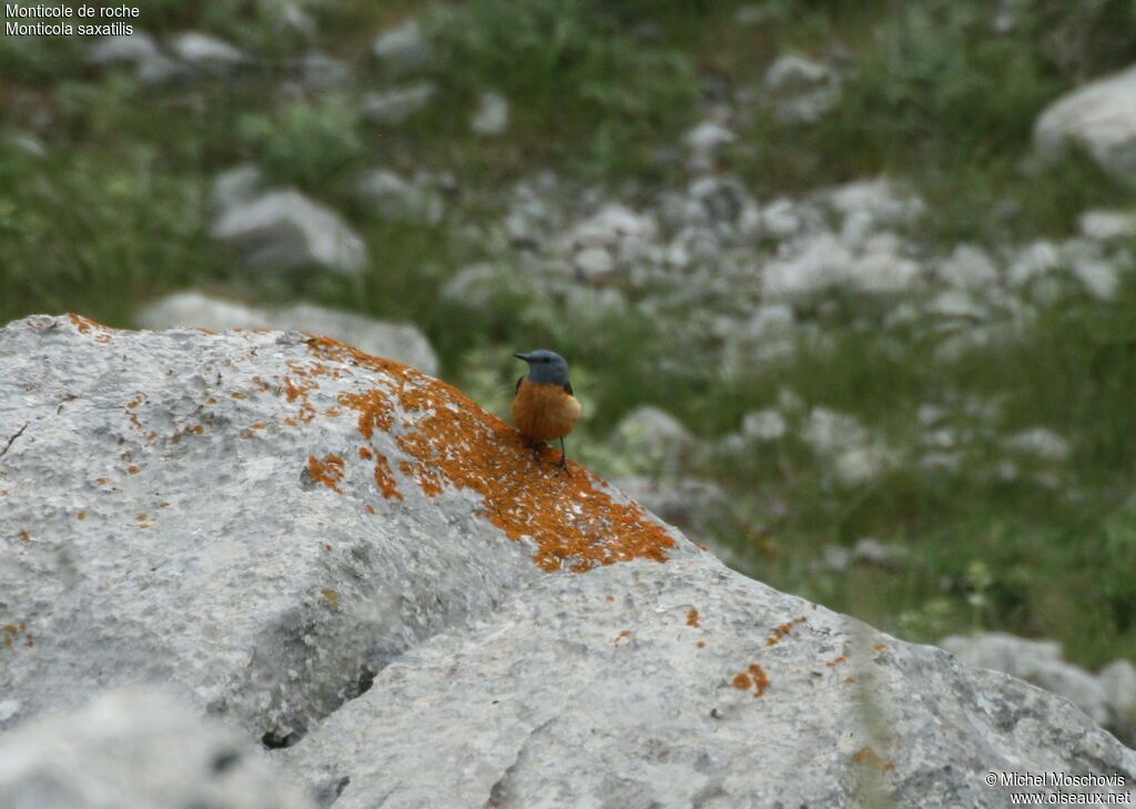 Common Rock Thrush male adult breeding