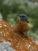 Common Rock Thrush