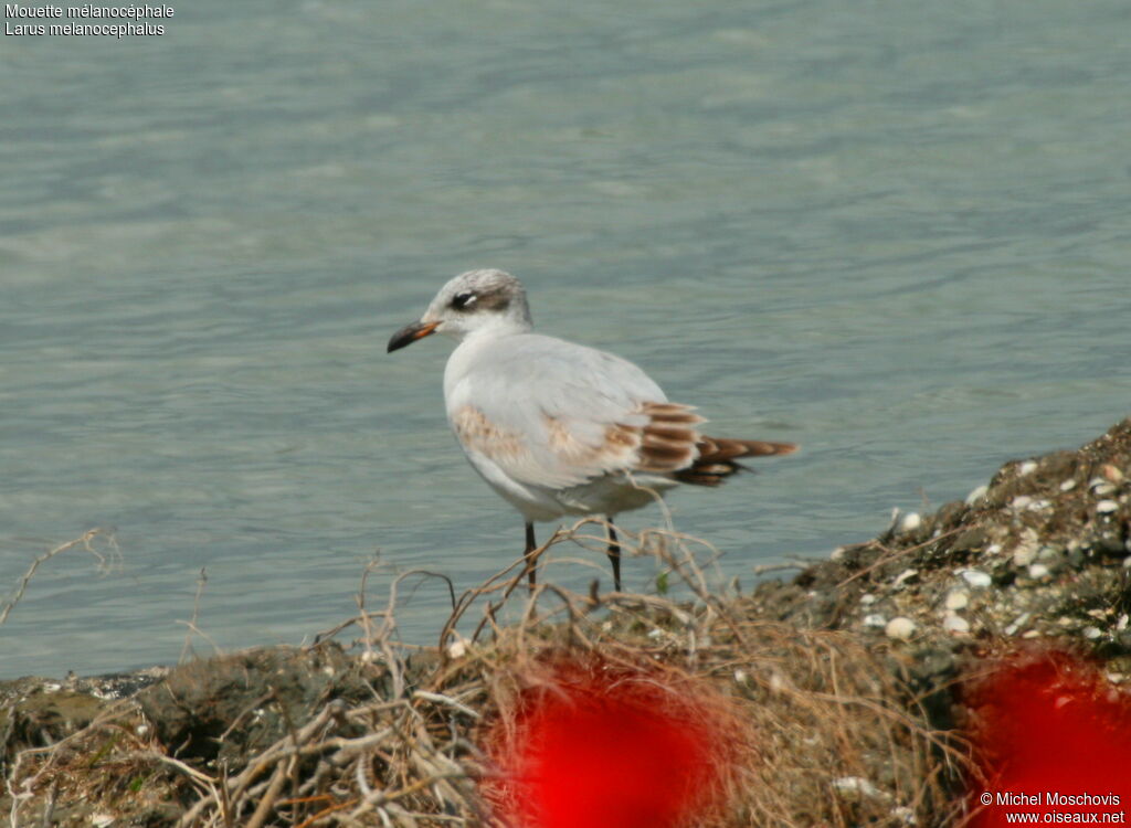 Mouette mélanocéphale1ère année, identification