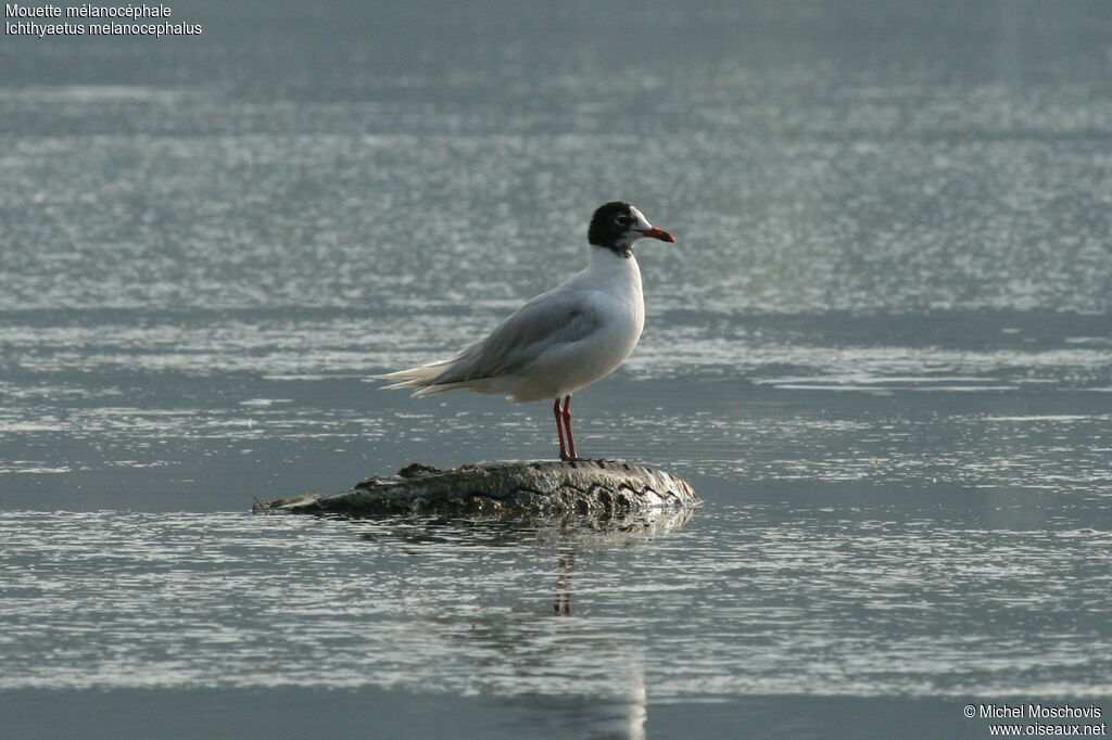 Mediterranean Gull