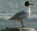 Mouette mélanocéphale