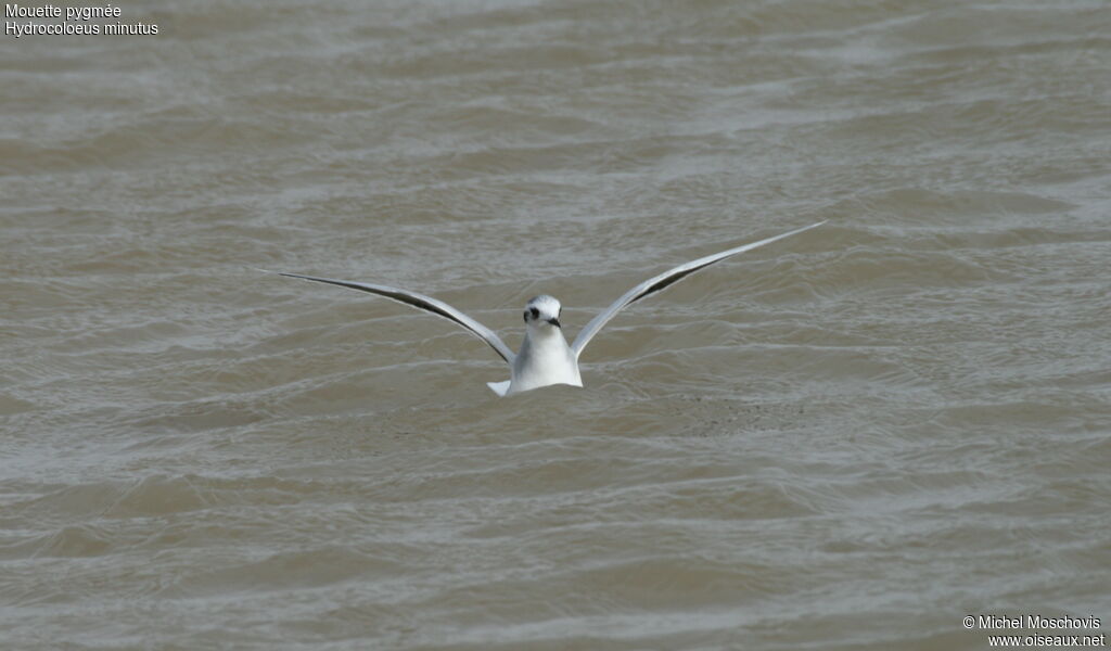 Mouette pygmée, identification