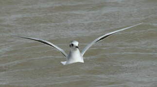 Little Gull