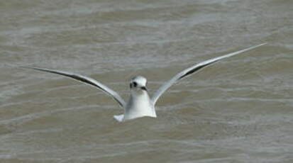 Mouette pygmée