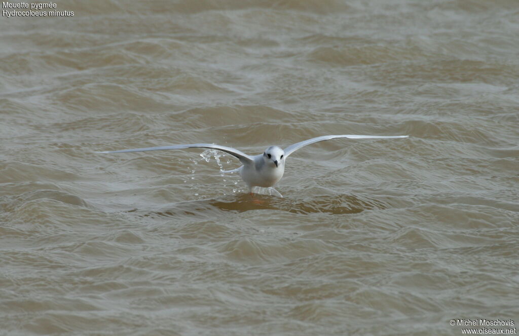 Little Gull