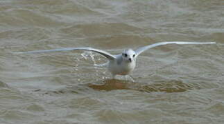 Little Gull