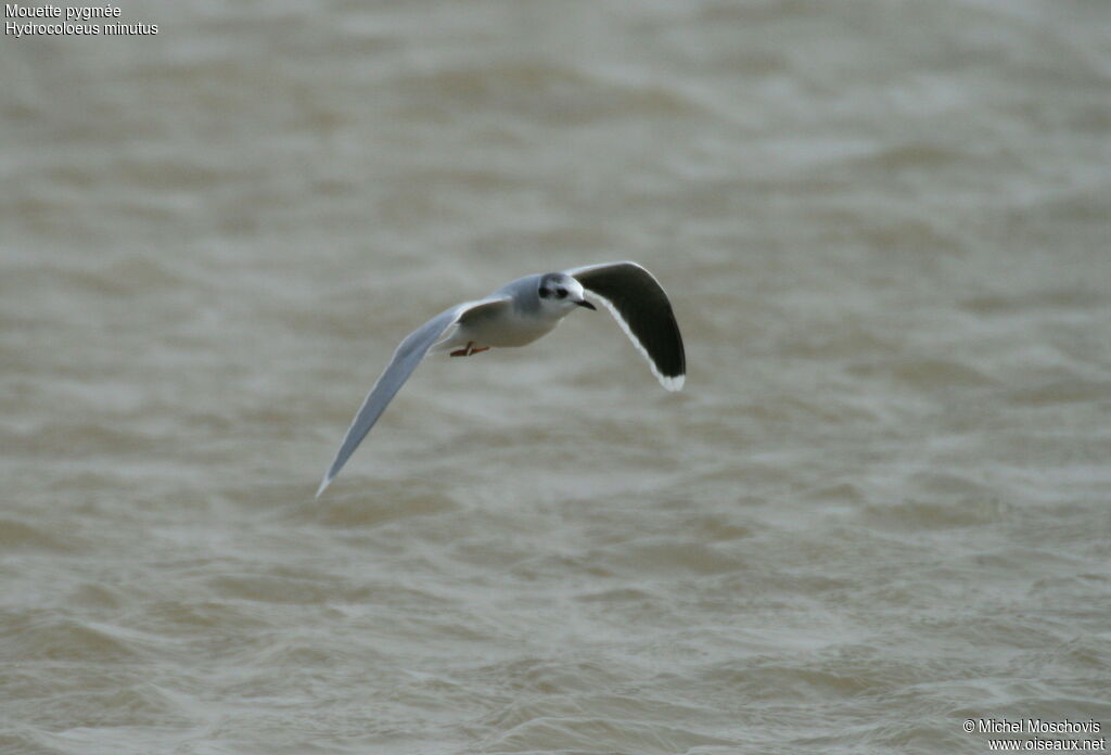 Little Gull, identification