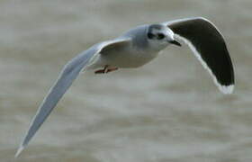 Mouette pygmée