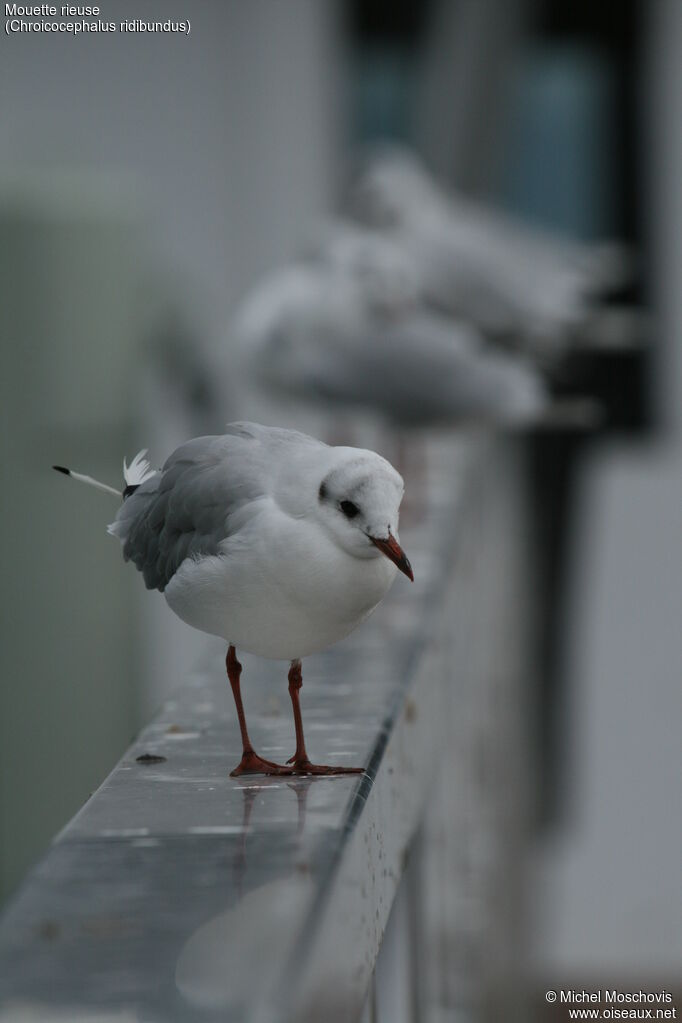 Black-headed Gull, identification