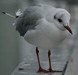 Mouette rieuse