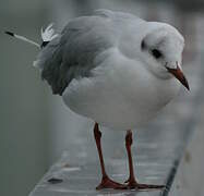 Black-headed Gull