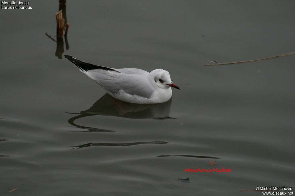 Black-headed Gulladult post breeding