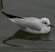 Mouette rieuse