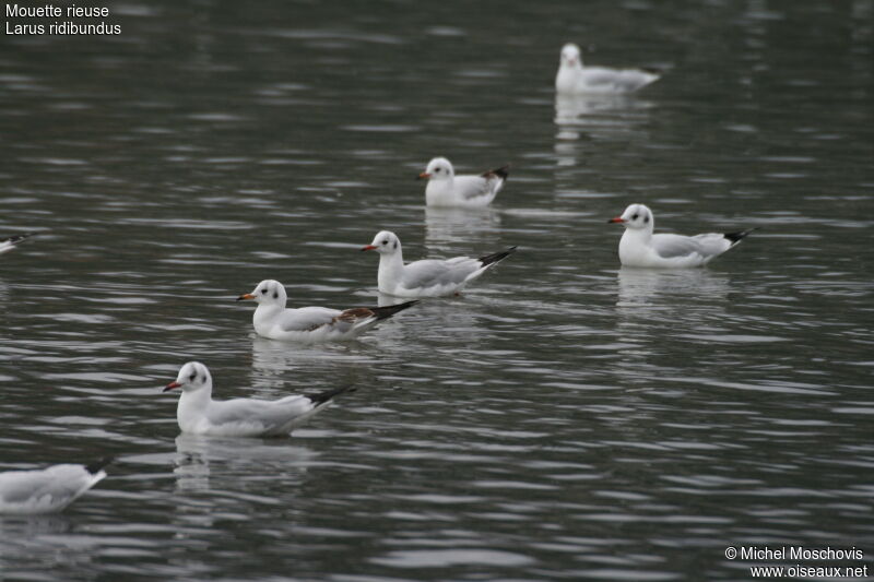 Mouette rieuse