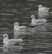 Mouette rieuse