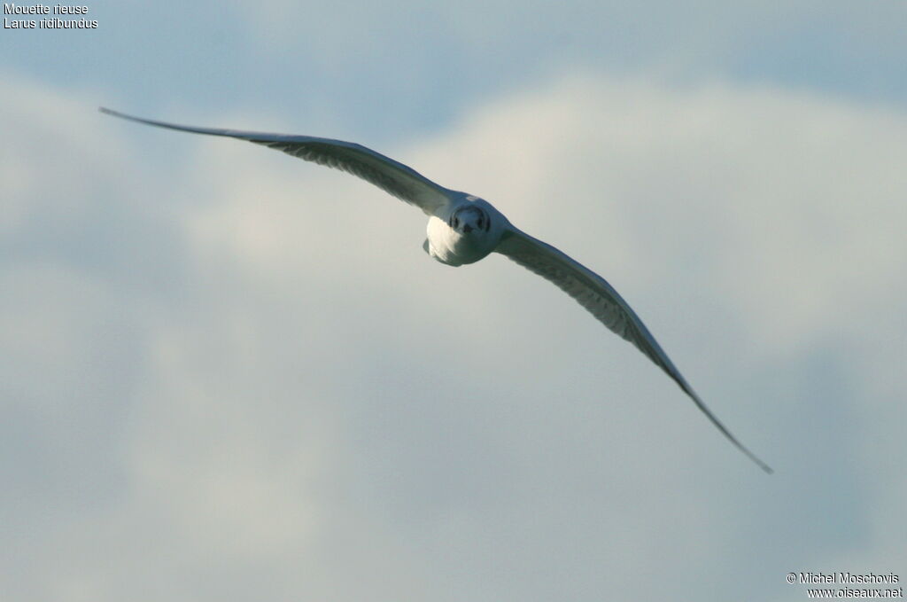 Mouette rieuse, Vol