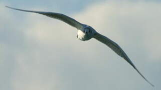 Mouette rieuse