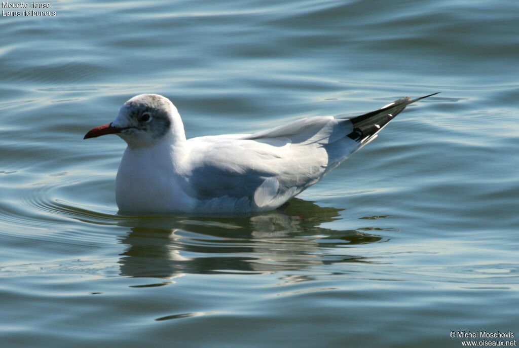 Mouette rieuseadulte internuptial, identification