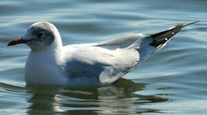 Mouette rieuse