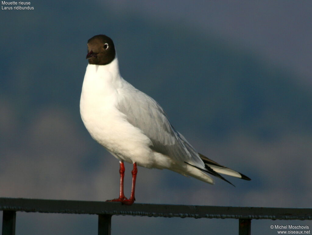 Mouette rieuseadulte nuptial, identification